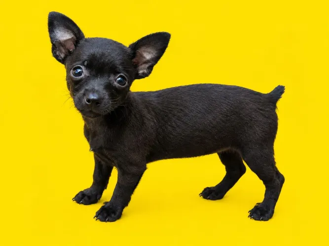 Vende-se filhotes pinscher fêmea número 1/0 com 2 meses..