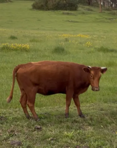 Vaca Prenha Braford 