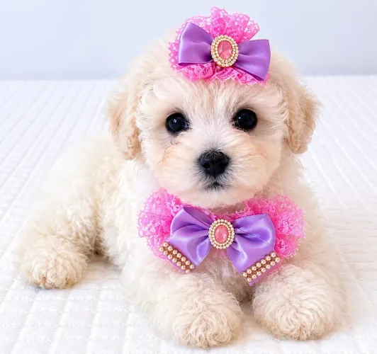 Poodle micro toy fêmea machos vacinados 
