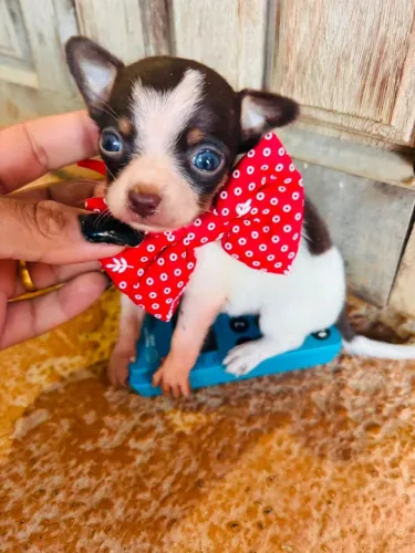 Apaixonante machinho de pinscher com chihuahua
