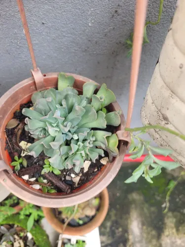 Mudas de plantas