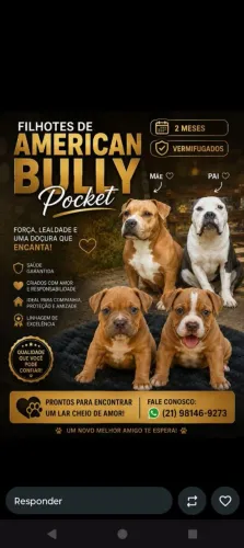 *VALOR ABAIXOU* AMERICAN BULLY POCKET