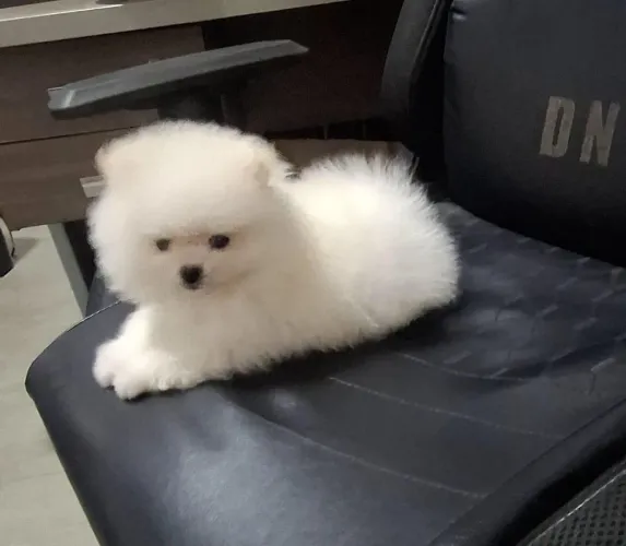 Lulu linhagem russa top