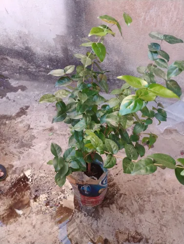 Muda de Pitanga e Jabuticaba 