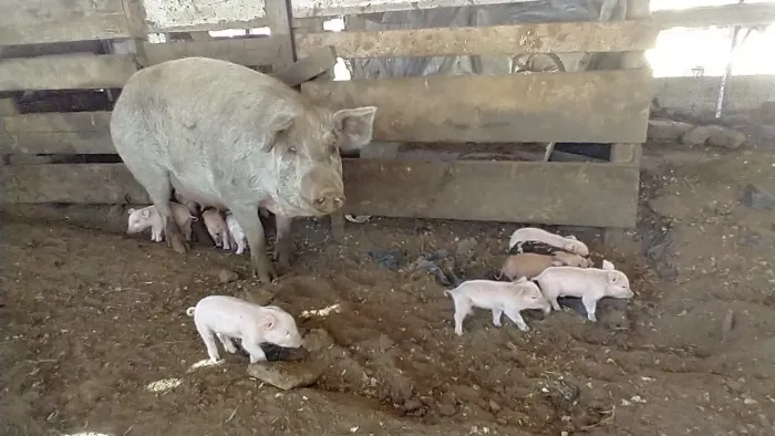 Vendo porca mestiça a Moura com 12 filhotes