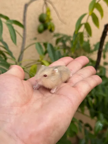 Hamster Mini Anão russo