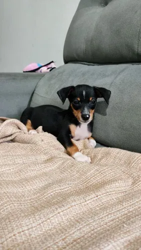 Vende-se filhote de pinscher MACHO
