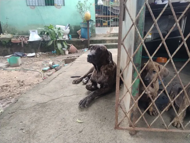 Filhote de fila brasileiro com doberman raça pra quem busca cães de proteção e guarda