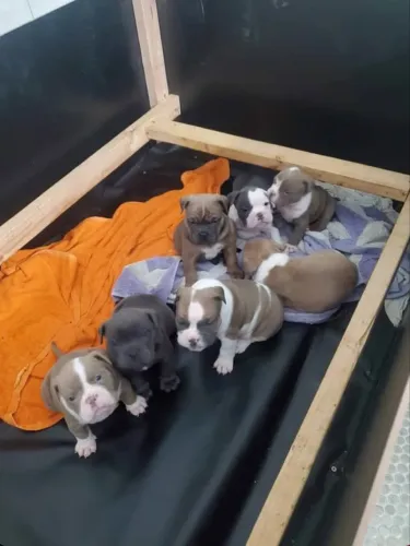 Doa-se filhotes de american bully