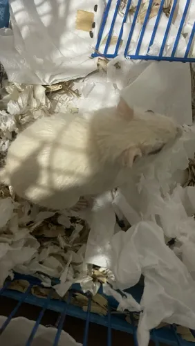 Gerbil da Mongólia