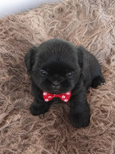 Mini shitzu