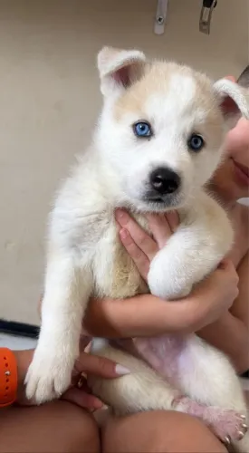 Husky filhote