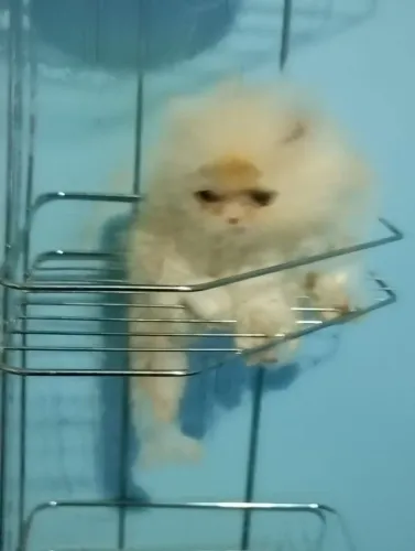 Lindo gato persa macho com 60 dias pai e mãe rasa pura