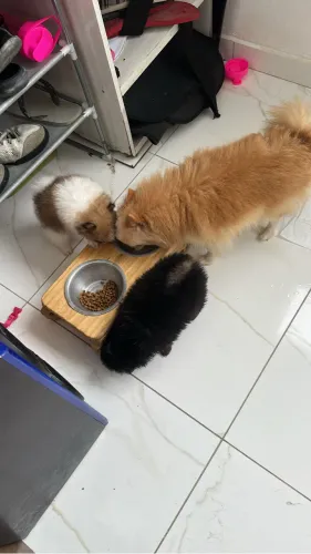 Cachorros