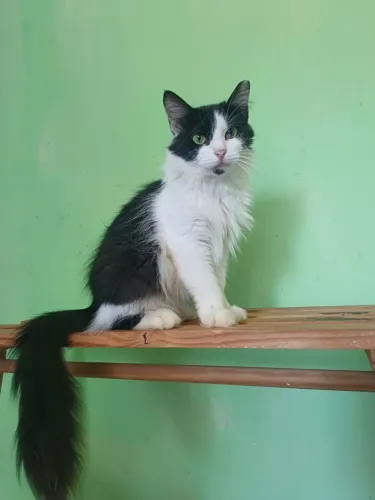 Gatinha castrada para adoção responsável