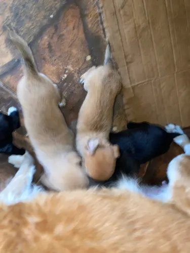 ADOÇÃO RESPONSÁVEL CACHORROS