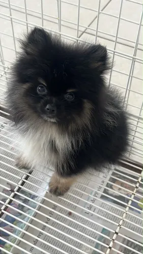 Lulu da pomerânia macho