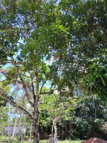Chacara 50x500 localizado no Assentamento Nova Esperança em Castanhal