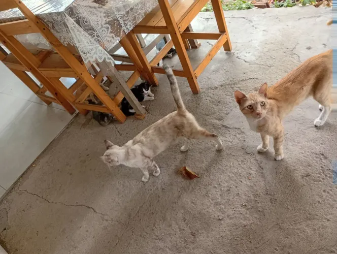 Gatos para adoção