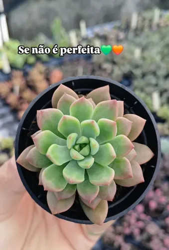 Suculentas e Cactos a partir de 2 reais