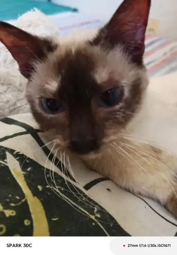 Gata fêmea pra adoção