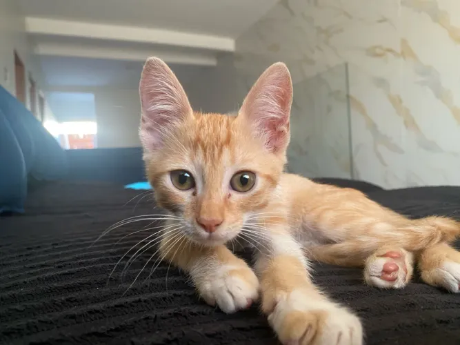 Doação de gatinho