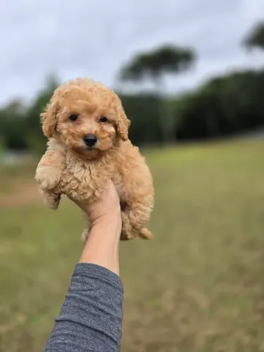 Poodle toyzinho mini machinho 