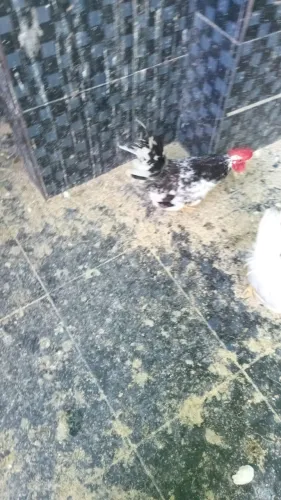 Vendo Garnizé