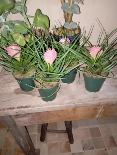 Sementes e plantas