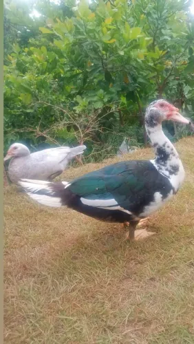 Galinhas e patos aves domésticas.