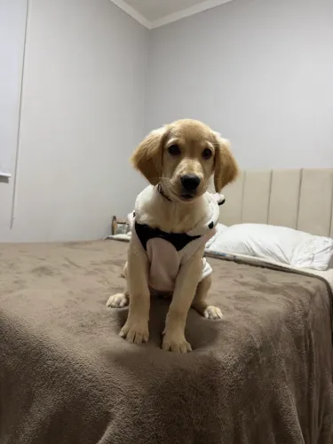 Golden retriver 