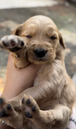 Filhotes de Golden Retriever 