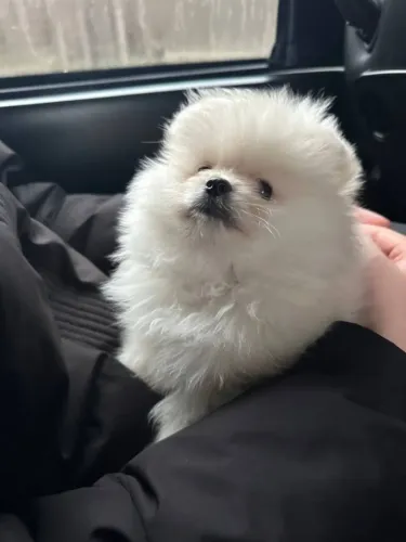 Cachorro Lulu da Pomerania disponível com desconto especial só neste fim de semana