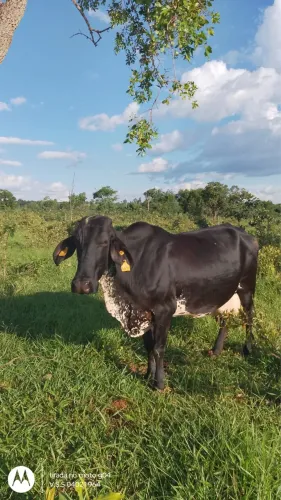 12 Vacas leiteiras + 2 Boi Girolando 