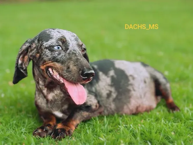 Filhotes Dachs em breve