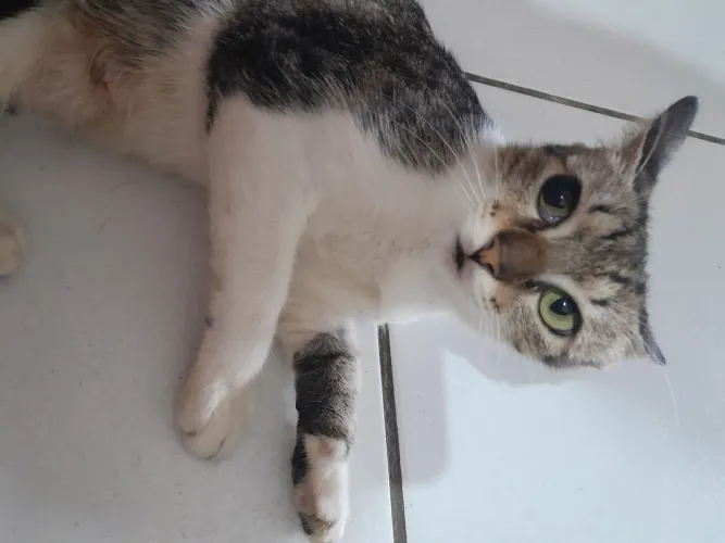 GATA FEMEA PARA ADOÇÃO