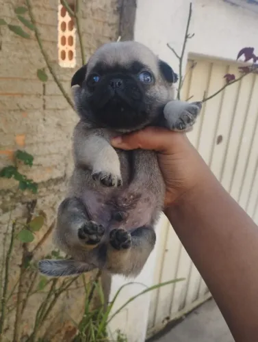 Lindo filhote Pug disponível