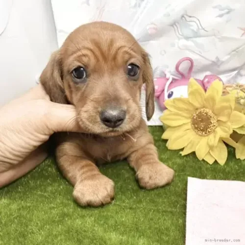 Cachorro filhote linhagem selecionada Teckel/Dachshund/Salsicha/Salsichinha/Basset/Cofap