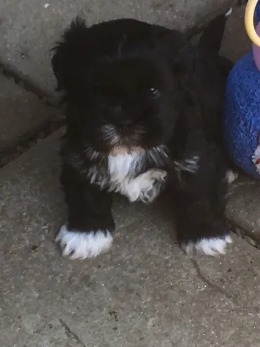 Lhasa Apso,Lhasa Apso Filhote Saudável Excelente Companhia