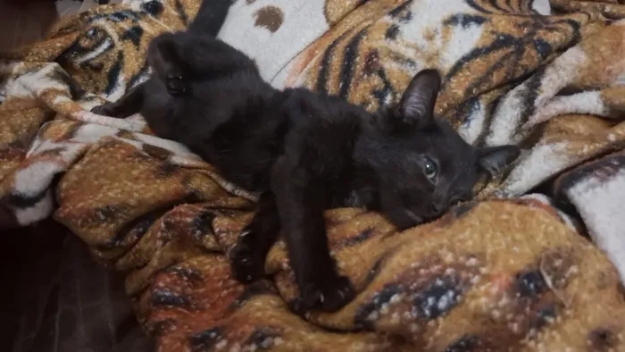 Doando gatos!