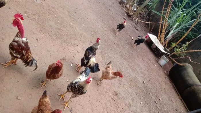 Frangos de raça