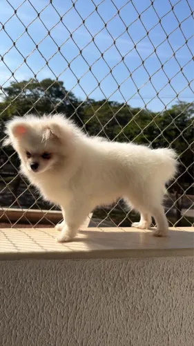 Spitz anão macho cor branca