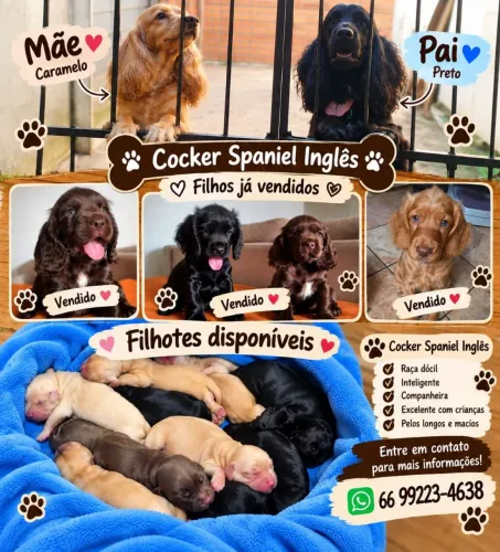 Filhotes disponíveis para reserva.