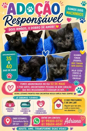 Gatinhos