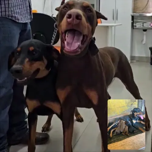 Filhotes dobermam macho pra reseva