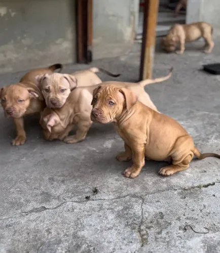 Filhotes disponível