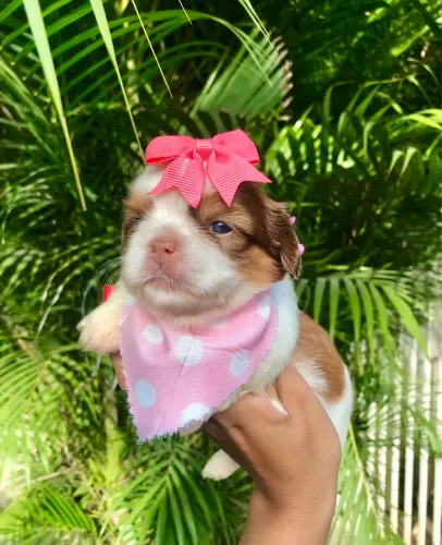 Shih Tzu fêmea olhos claros com pedigree