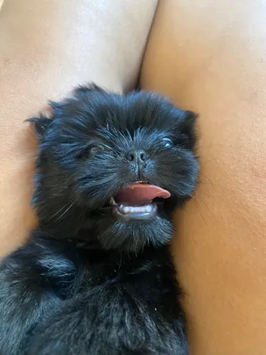 Cachorro