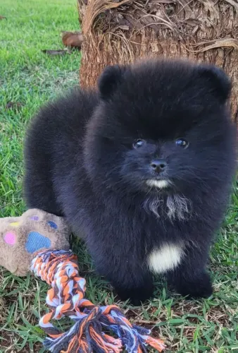 Fêmea preta e branca spitz