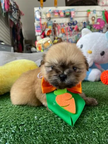 Shih tzu machinho $1.100,00